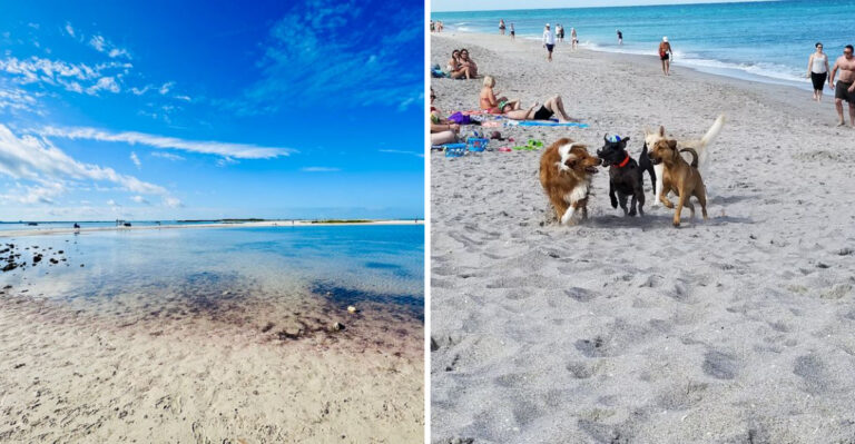15 Best Dog-Friendly Beaches Along the Florida Coast