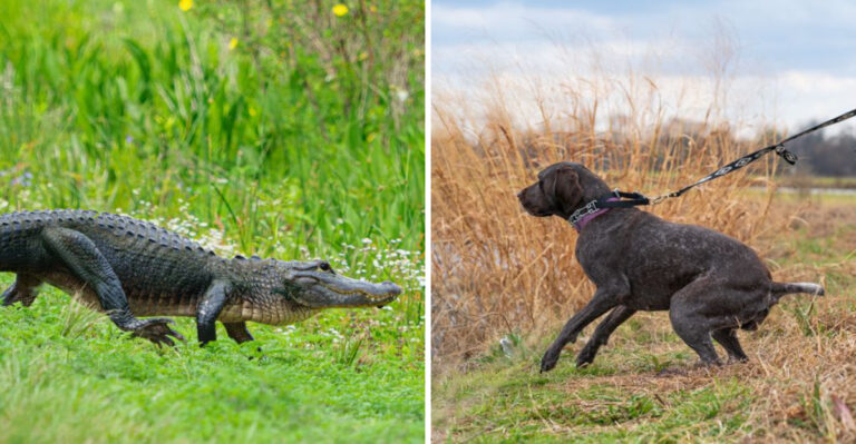 What To Do If An Alligator Is Near Your Dog In South Carolina