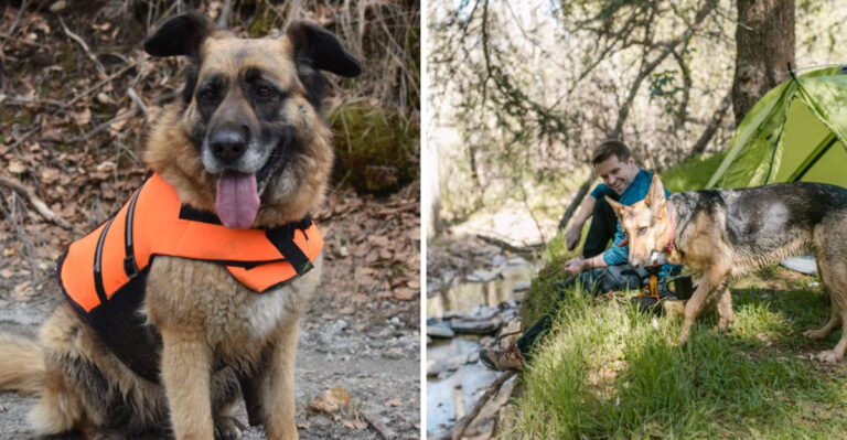 What New York Dog Owners Should Know Before Hiking With A Dog In The Adirondacks