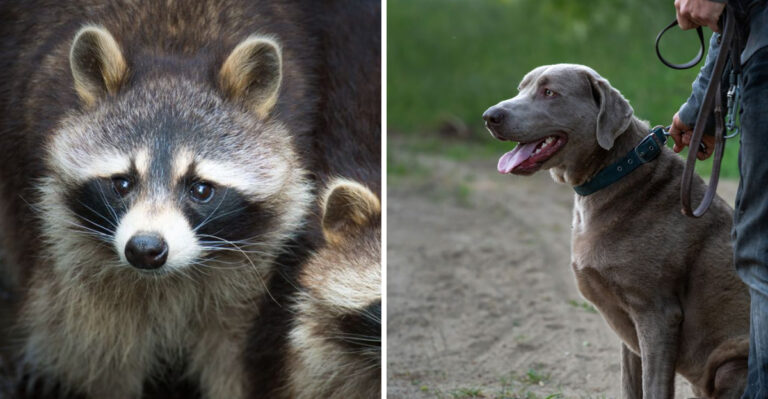 What to Do If Your Ohio Dog Meets a Skunk, Raccoon, or Opossum