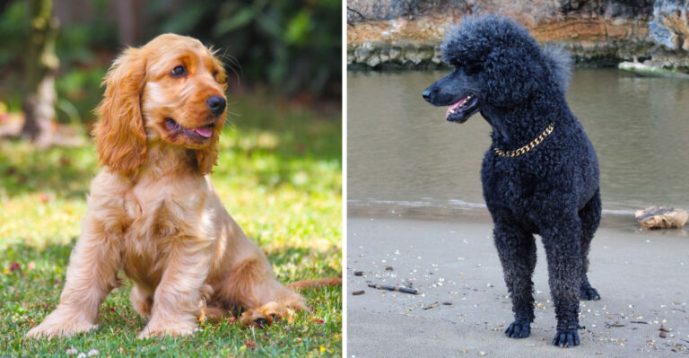 10 Family-Friendly Dog Breeds For Indiana’s Suburban And Small-Town Lifestyle