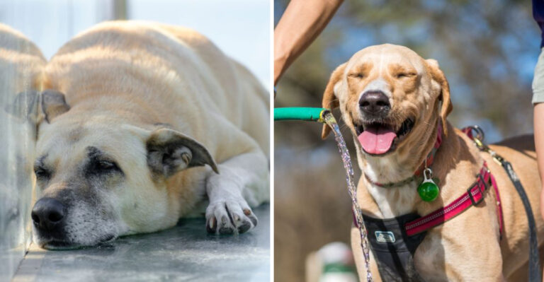 15 Signs of Heatstroke in Dogs Every Minnesota Owner Should Know
