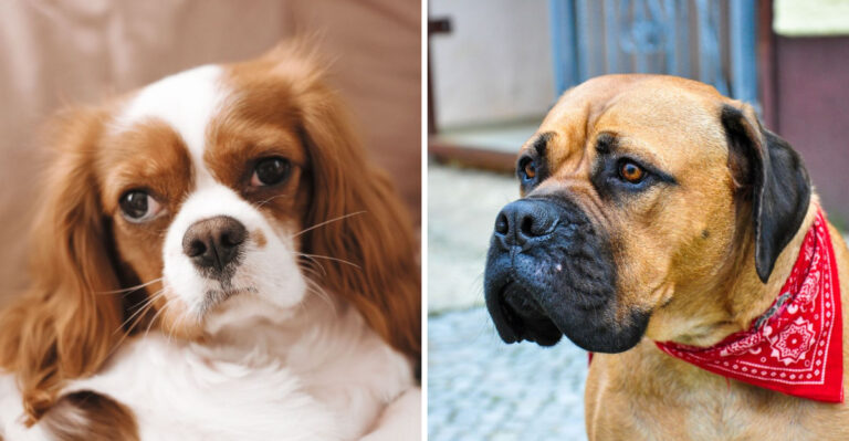15 Calm Dog Breeds Perfect for Laid-Back Tennessee Living