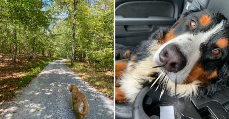 What to Do If Your Dog Encounters a Skunk or Porcupine in Colorado