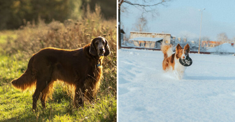 15 Dog Breeds That Fit Michigan’s Great Lakes And Four-Season Lifestyle