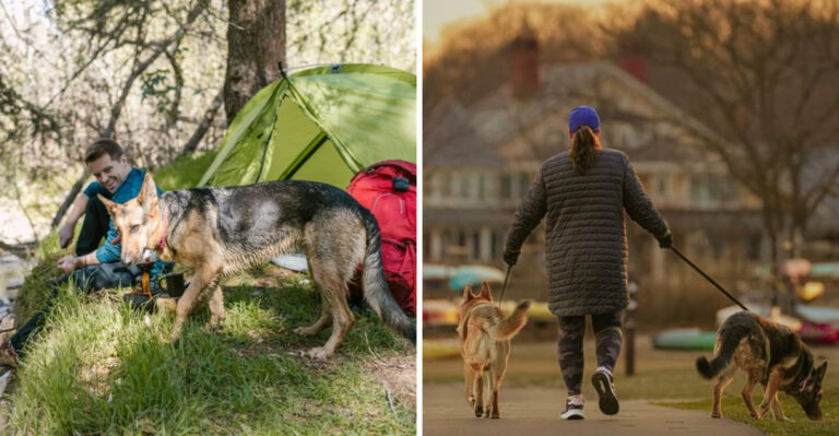What To Know Before Taking Your Dog Camping In A Michigan State Park