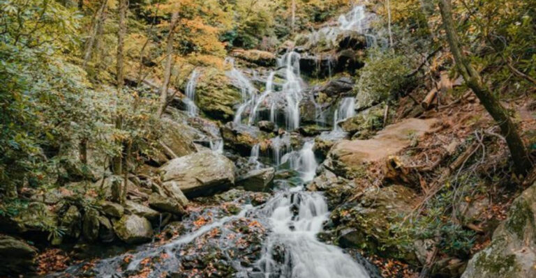 18 North Carolina Waterfall Hikes Your Dog Will Love