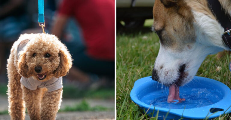 What Texas Dog Owners Need To Know About Extreme Heat And Hot Pavement