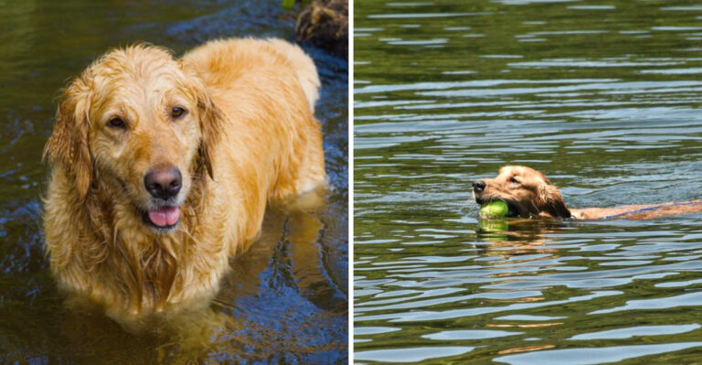 Why Idaho River Days Require Extra Planning When Your Dog Loves The Water