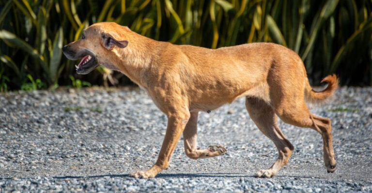 15 Surprising Dog Laws Still on the Books in New York