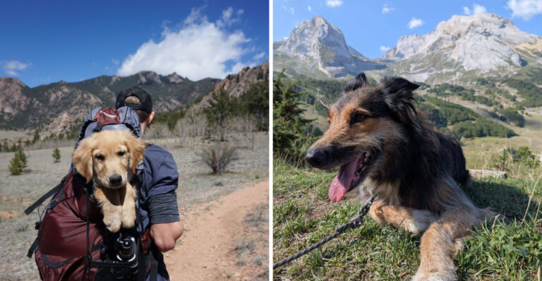 What Dog Owners Should Know Before Taking Their Pets To Higher Elevations In Colorado