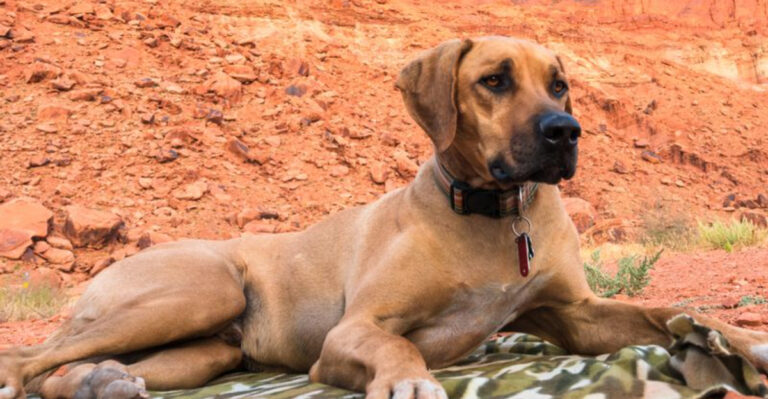 Why Utah National Park Road Trips Require Extra Planning With A Dog