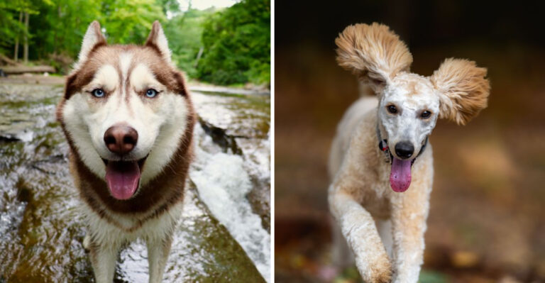 15 Hiking Companion Breeds For Tennessee’s Ridge-And-Valley Trails