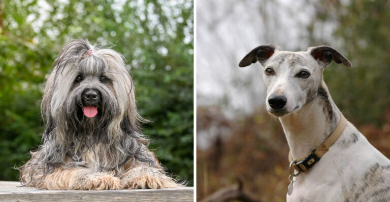 15 Best Dog Breeds For Seniors In Arizona