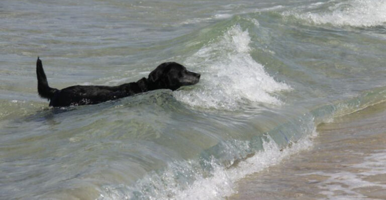What Michigan Dog Owners Should Know About Strong Currents At Great Lakes Beaches
