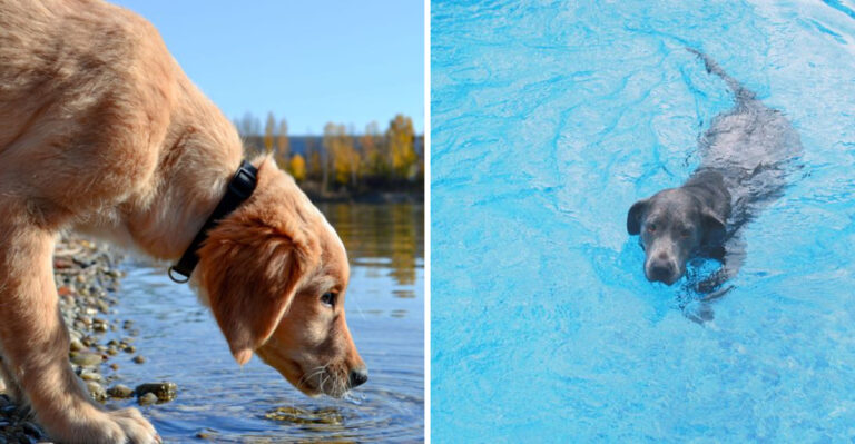 15 Summer Water Safety Tips Every California Dog Owner Should Know