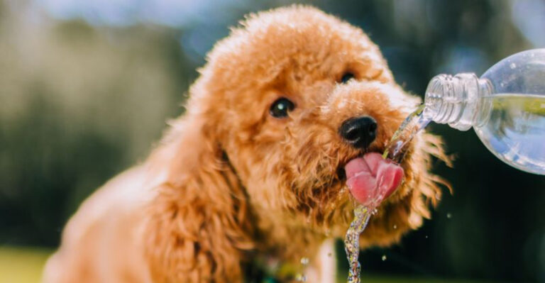 What South Carolina Dog Owners Should Know About Heat, Humidity, Storms, And Coastal Wildlife