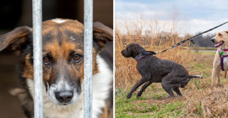 What Happens If Your Dog Damages a Neighbor’s Property in Texas