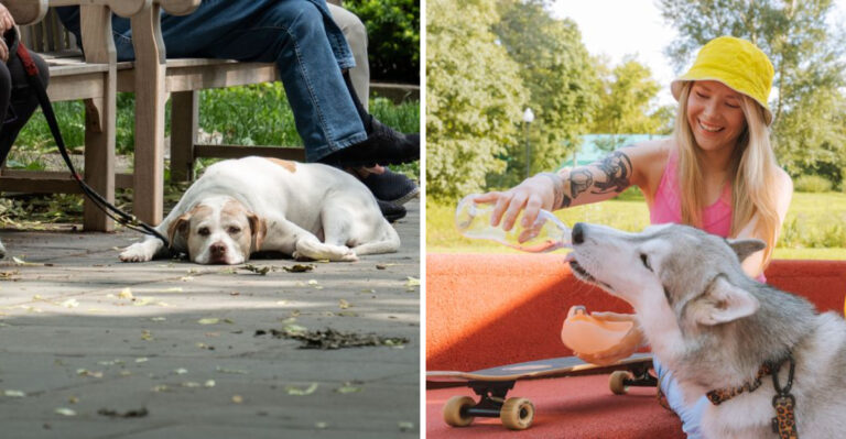 What Nevada Dog Owners Should Know About Hot Pavement Before Desert Walks