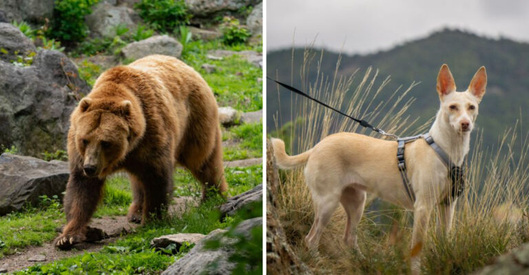 What Montana Dog Owners Should Know Before Hiking In Grizzly Country