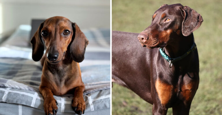 15 Low-Maintenance Dog Breeds Perfect for Busy Floridians