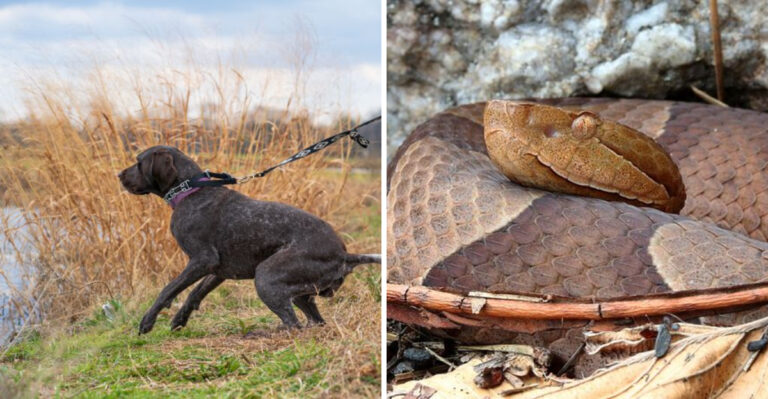 What To Do If A Copperhead Appears Near Your Dog In Virginia