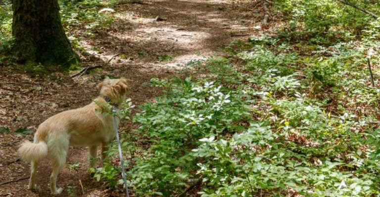 How High Elevation Changes A Dog Hike Around Santa Fe And Northern New Mexico