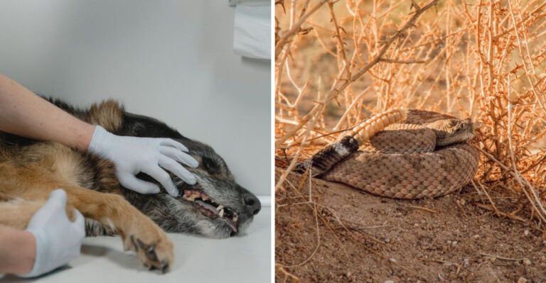 What to Do If Your Dog Meets a Rattlesnake in Arizona