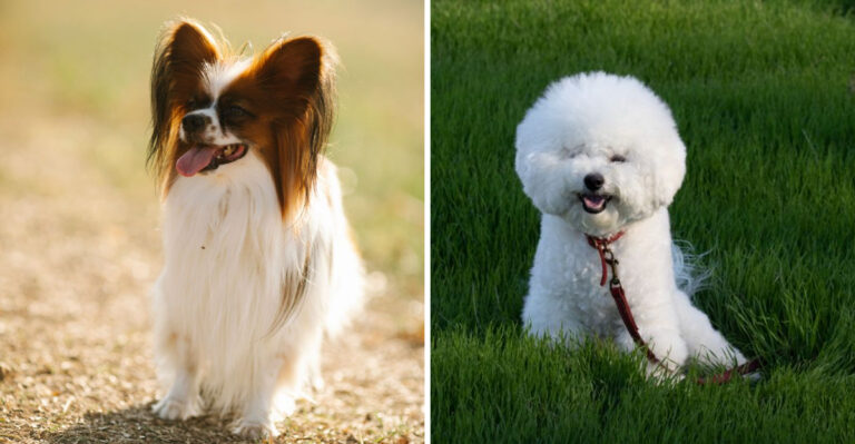 12 Small Dog Breeds That Fit Georgia City Life
