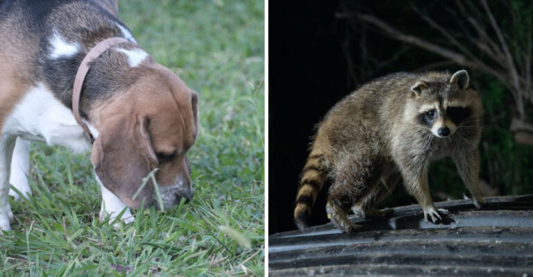 15 Pennsylvania Yard Hazards That Catch Dog Owners Off Guard