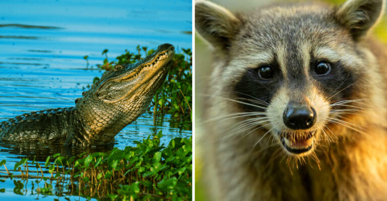 18 Wildlife Encounters Every North Carolina Dog Owner Should Know About