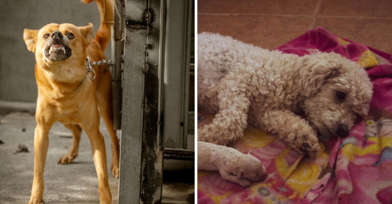 15 Ohio Dog Rules That Catch New Owners By Surprise