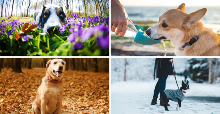 What Ohio Dog Owners Should Know About Keeping Dogs Comfortable Through Four Very Different Seasons