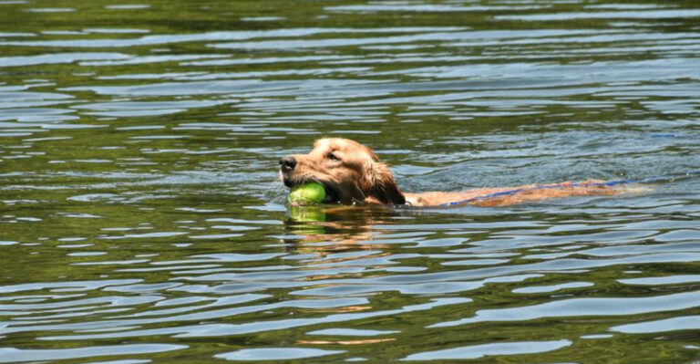 What to Know About Blue-Green Algae in Lakes Before Your Dog Swims