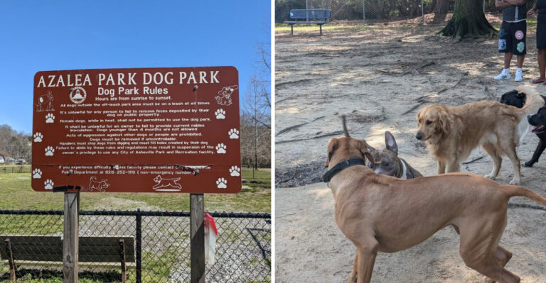 20 North Carolina Dog Parks Worth the Drive Across Town