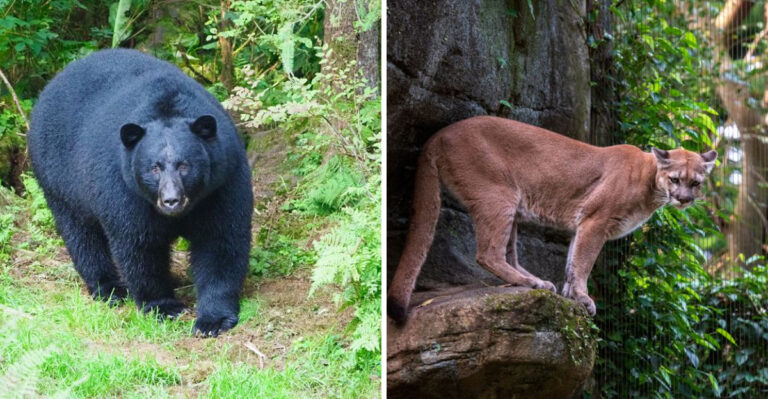 What Washington Dog Owners Should Know Before Hiking With Dogs In Cougar And Bear Country