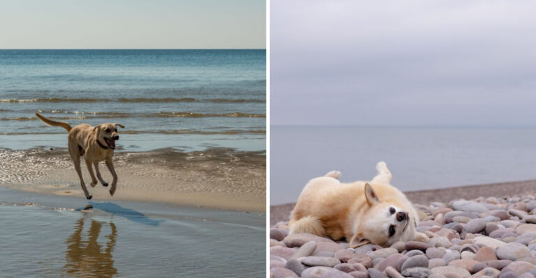 10 Michigan Places For A Dog-Friendly Weekend Along The Great Lakes
