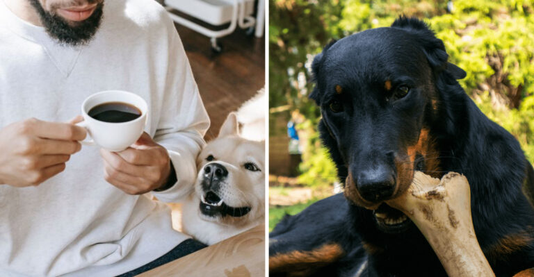 15 Everyday Foods That Are Dangerous For Your Dog