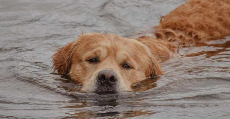 What Ohio Dog Owners Should Know Before Letting Dogs Swim In Lake Erie