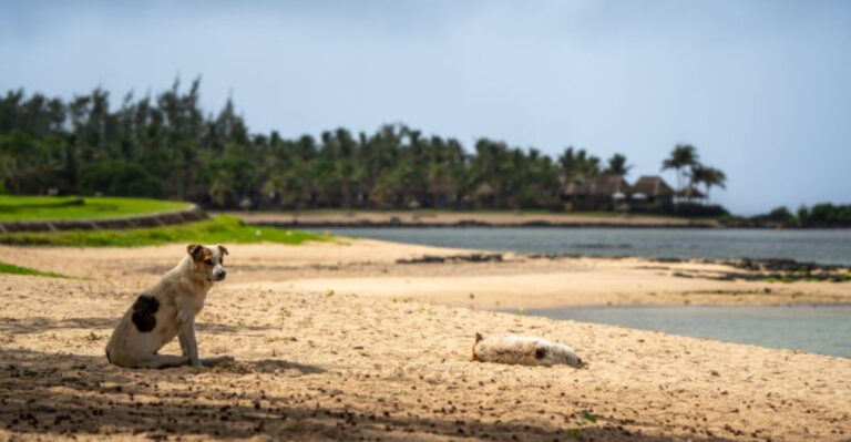 What Hawaii’s Dog Quarantine Rules Mean Before You Book A Flight