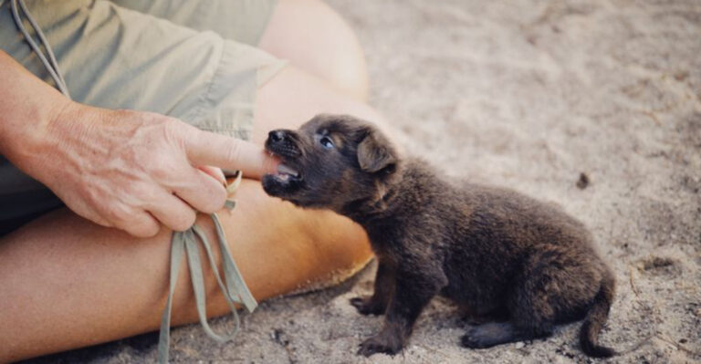 15 Common Mistakes New Dog Owners Make in Virginia