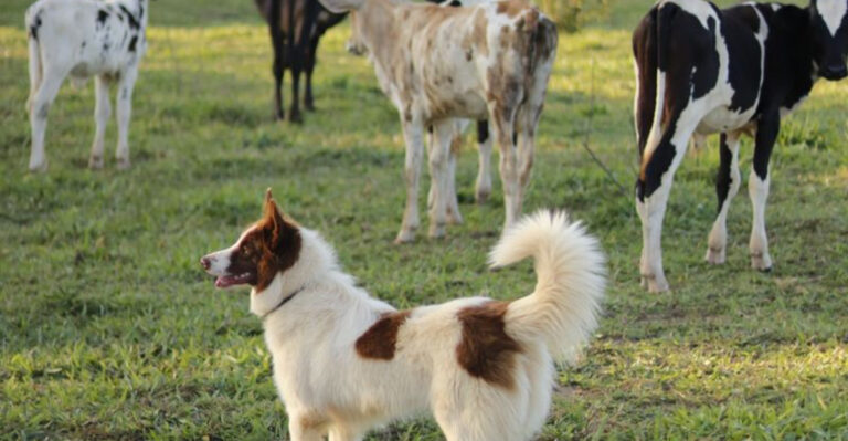 How To Keep Dogs Safe Around Livestock And Farm Equipment In Iowa