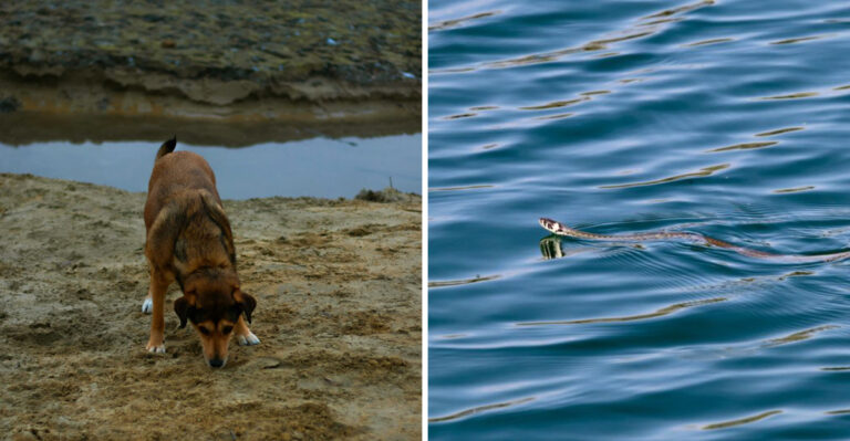 What Georgia Dog Owners Should Know About Snakes Near Water