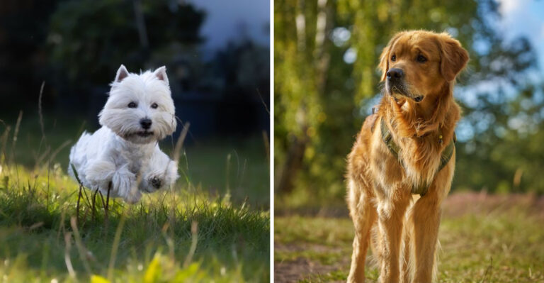 19 Dog Breeds That Fit Massachusetts Living From Boston Apartments To Rural Western Towns