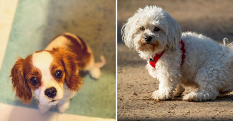 18 Apartment Dogs That Actually Thrive in New York City