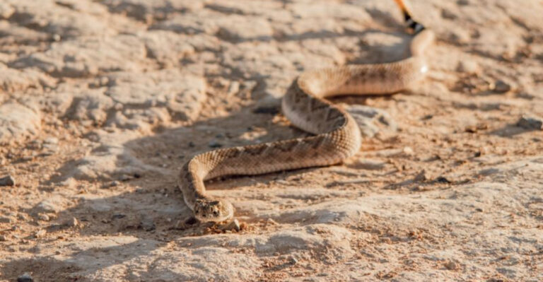 What Texas Dog Owners Should Know About Rattlesnakes Around Trails, Parks, And Rural Properties