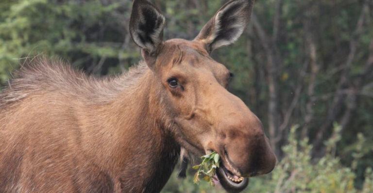 What To Do If A Moose Approaches Your Dog In Alaska