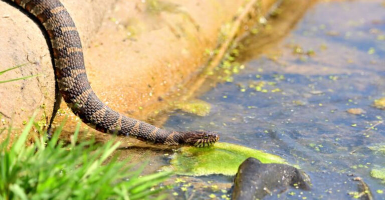 What Mississippi Dog Owners Should Know About Snakes Around Ponds And Creeks