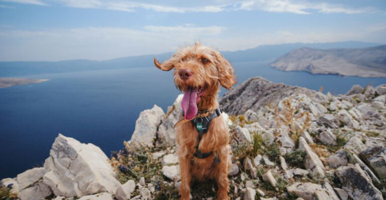 How Elevation Changes A Nevada Dog Hike Between Las Vegas, Reno, And Tahoe