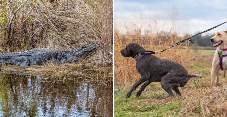 What Florida Dog Owners Should Know About Alligators Near Water